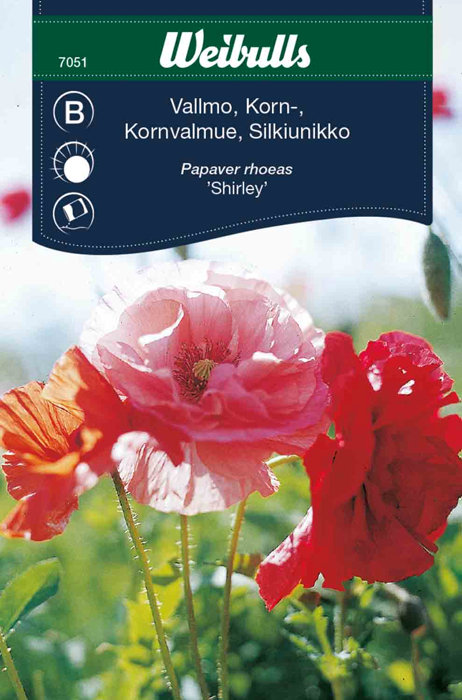 Valmue korn 'Shirley'